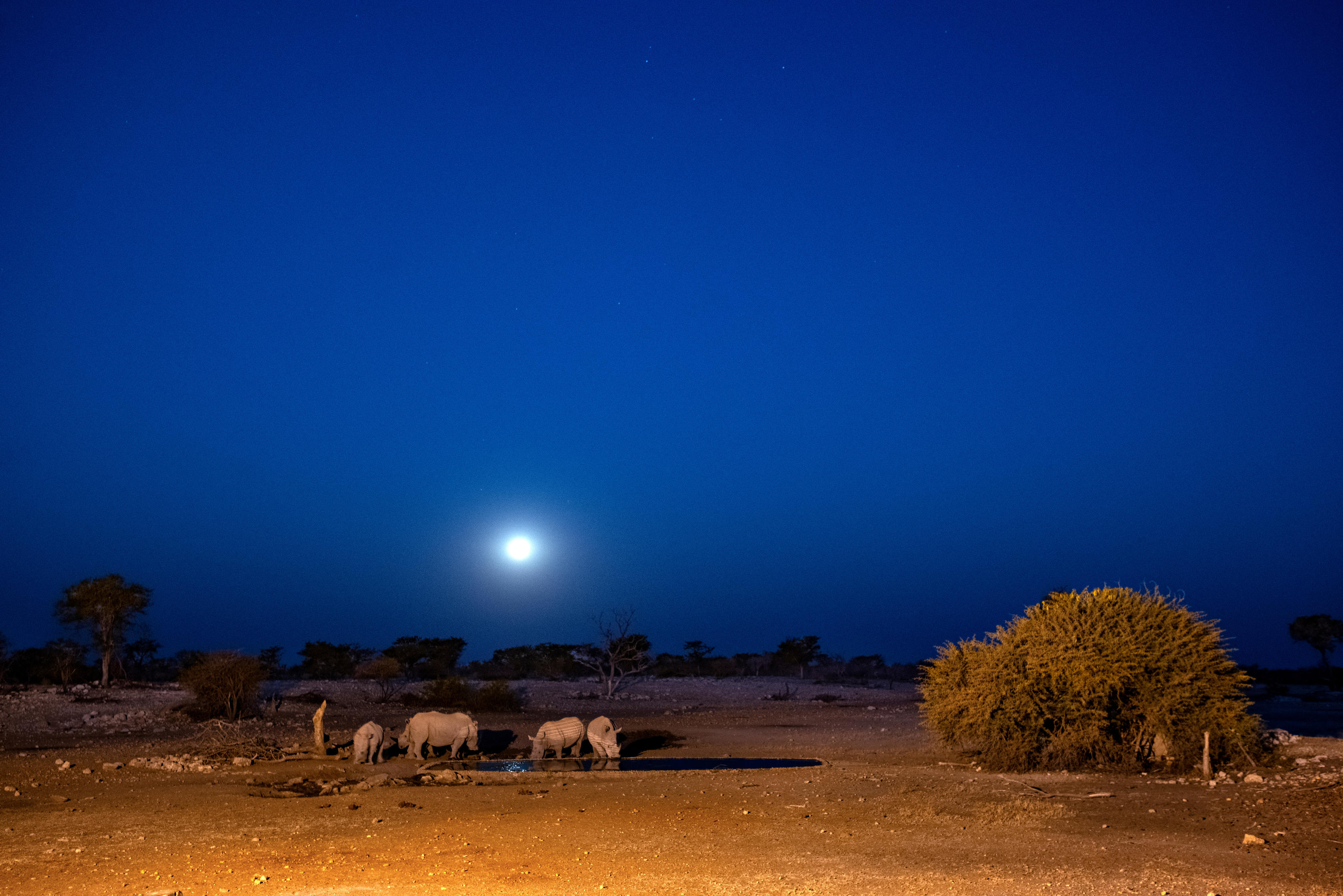 Anderssons at Ongava thumbnail 8